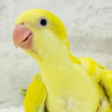 【最新画像更新🪄】めちゃかわ♡愛嬌たっぷり♡オキナインコ(パリドオパーリン) ヒナ