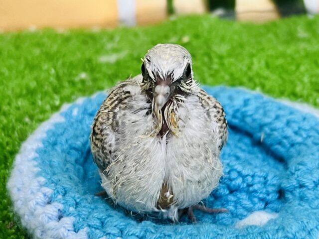ウスユキバト