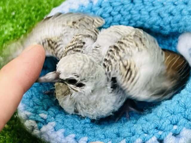 ウスユキバト