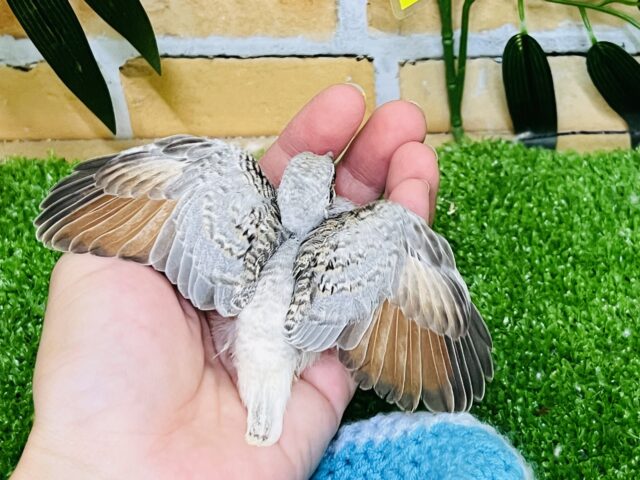 ウスユキバト