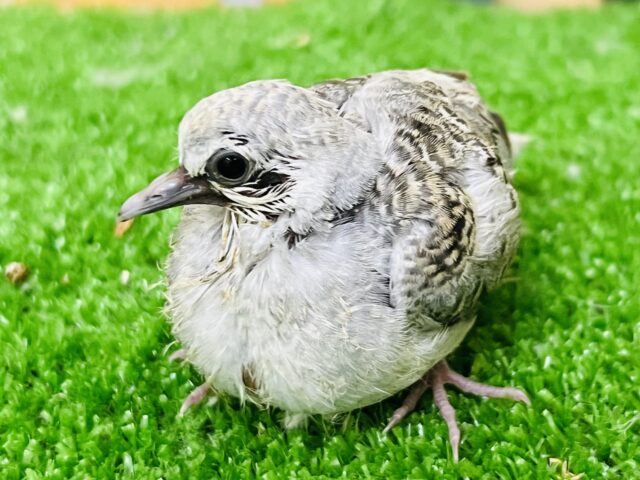 ウスユキバト