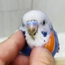 最新画像有ります💜ビューンと飛行機ごっこ〜✈️💨セキセイインコのオパーリン⭐️