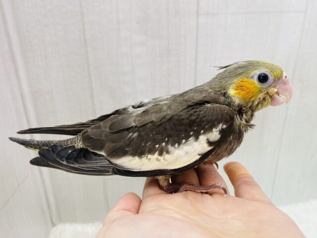 オカメインコ