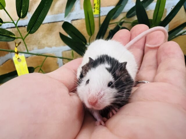 パンダマウス