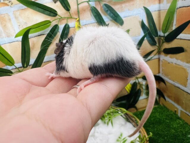 パンダマウス