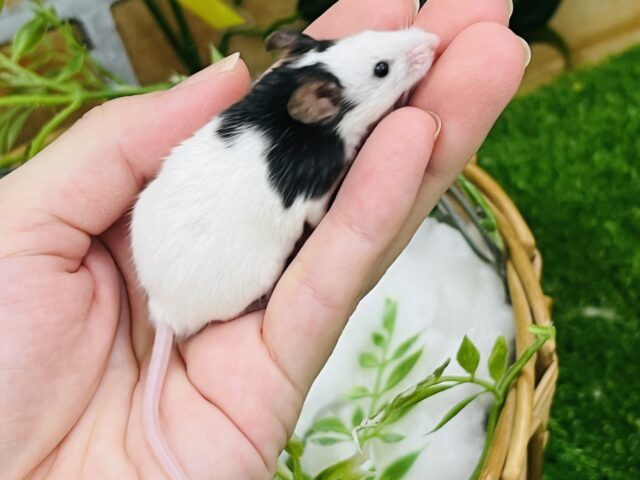 パンダマウス