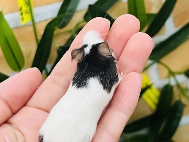 パンダマウス