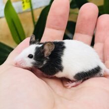 ちょいぽて？パンダマウスの男の子✨