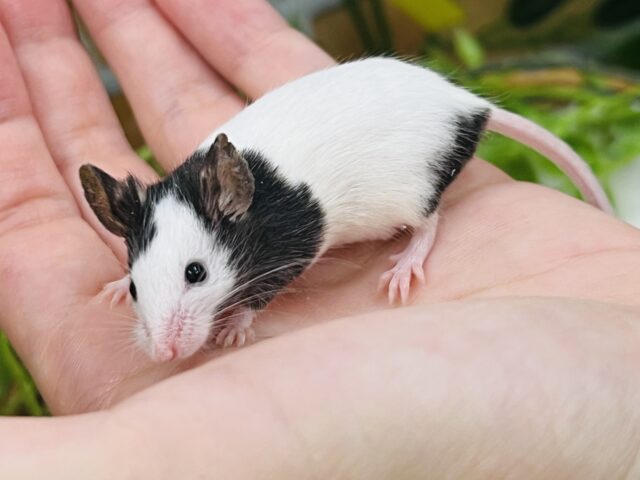 パンダマウス