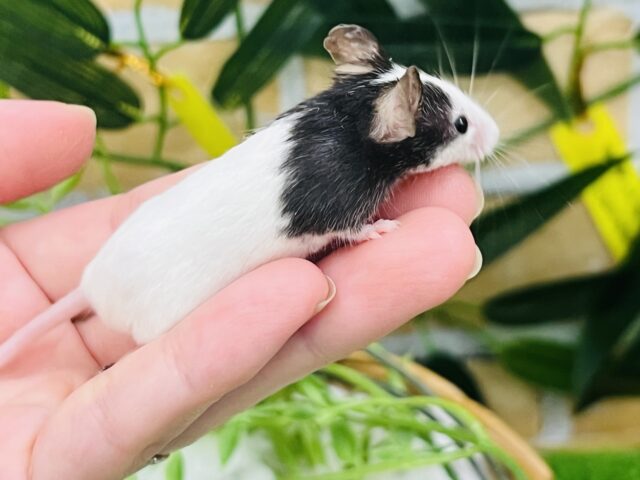 パンダマウス