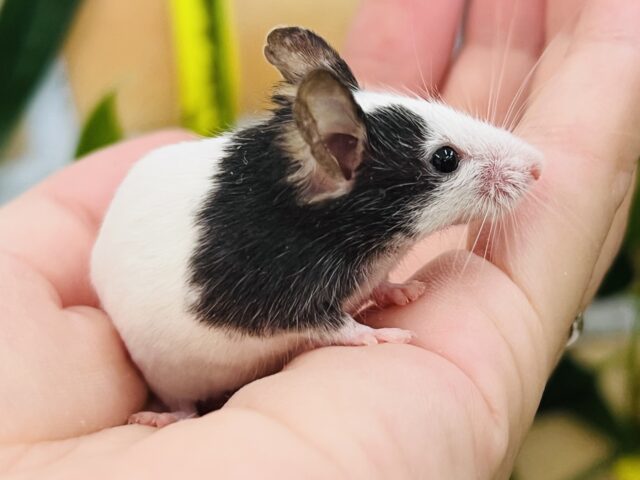 パンダマウス