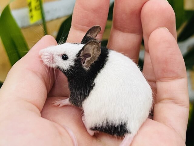 パンダマウス