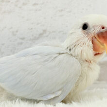 優しさ詰まったふんわりブルー❄️コザクラインコ(ターコイズブルーシナモン) ヒナ