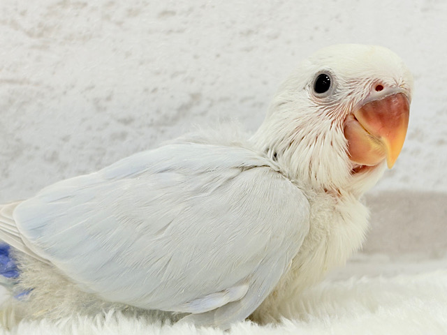 優しさ詰まったふんわりブルー❄️コザクラインコ(ターコイズブルーシナモン) ヒナ