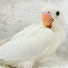 透明感たっぷり‪🍦‬魅惑の色合い🫧コザクラインコ(ダイリュート系シナモン) ヒナ
