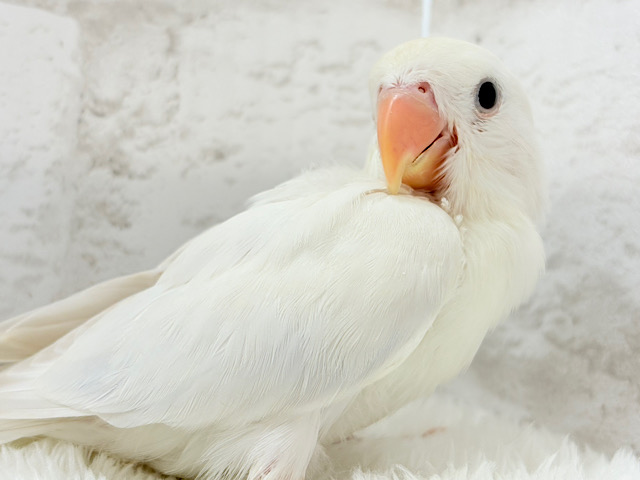 透明感たっぷり‪🍦‬魅惑の色合い🫧コザクラインコ(ダイリュート系シナモン) ヒナ