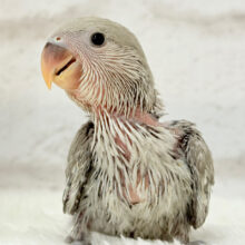 落ち着いた雰囲気に魅せられて🧚コザクラインコ(モーブシナモン？) ヒナ