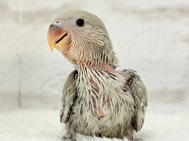 落ち着いた雰囲気に魅せられて🧚コザクラインコ(モーブシナモン？) ヒナ