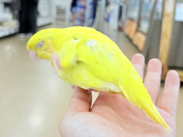 サザナミインコ