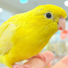 【最新画像更新🪄ひとり餌‪になりました☆】ピッカピカ💖ビビットカラー☀️サザナミインコ(ルチノー) ヒナ