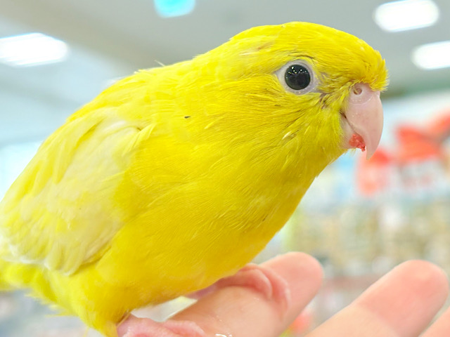 【最新画像更新🪄ひとり餌‪になりました☆】ピッカピカ💖ビビットカラー☀️サザナミインコ(ルチノー) ヒナ