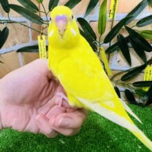 おっきな赤ちゃん♡かまってちゃんセキセイインコのルチノー☆