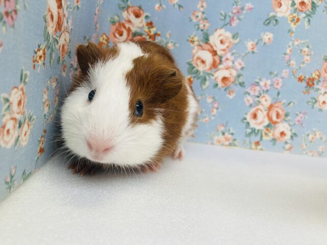 かわいい頬っぺたむにむに~❤︎*ˊᵕˋ)੭ イングリッシュモルモットさん､男のコ🌟♂