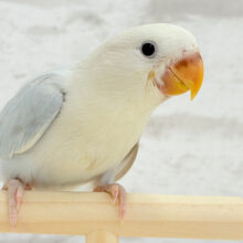 【最新画像更新🪄】すっきり爽やか〜〜〜☁️🫧コザクラインコ ヒナ
