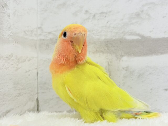 コザクラインコ（小桜インコ）