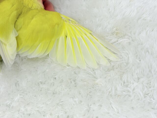 コザクラインコ（小桜インコ）