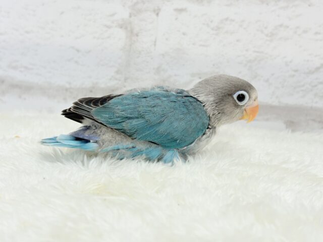 ブルーボタンインコ