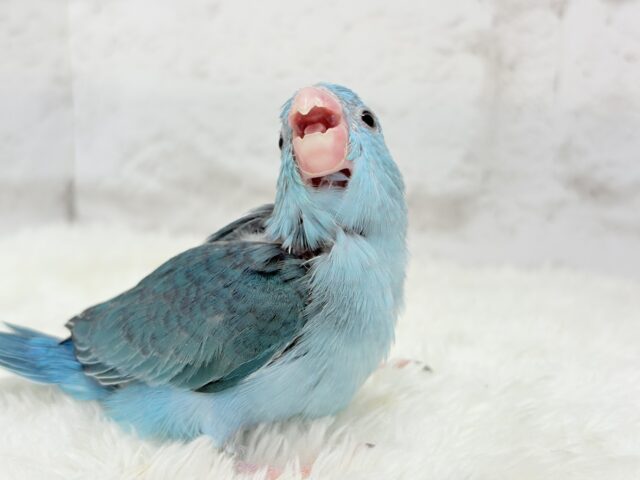 マメルリハ