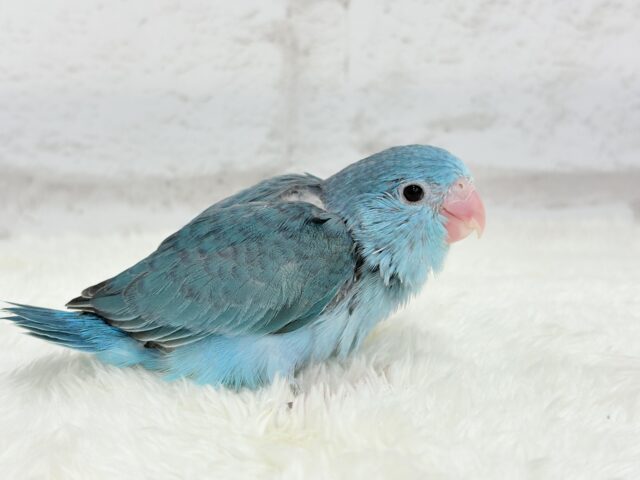 マメルリハ
