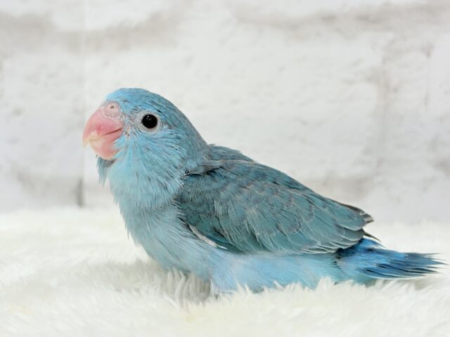 マメルリハ