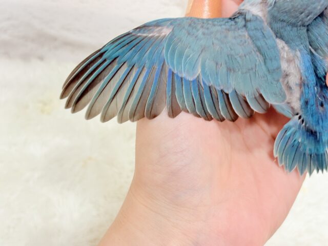 マメルリハ