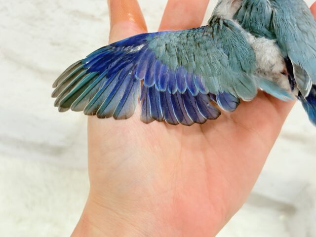 マメルリハ