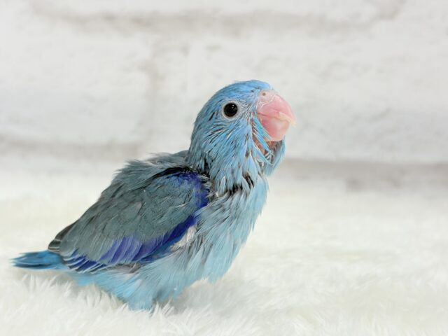 マメルリハ