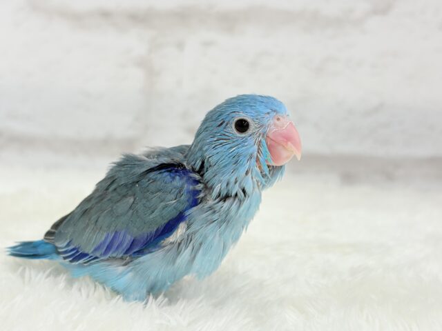 マメルリハ