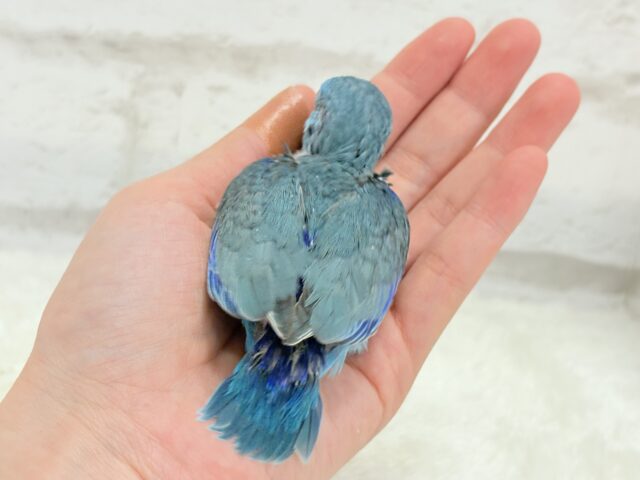 マメルリハ