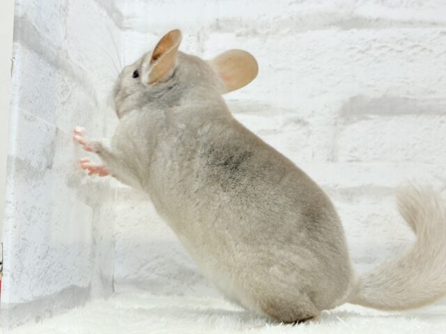 チンチラ