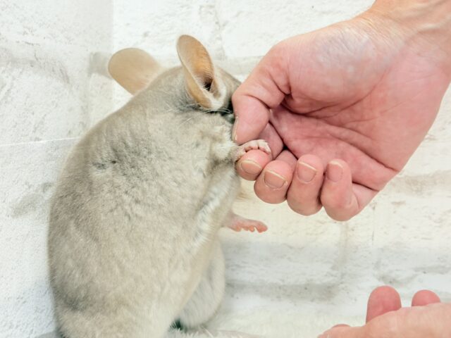 チンチラ
