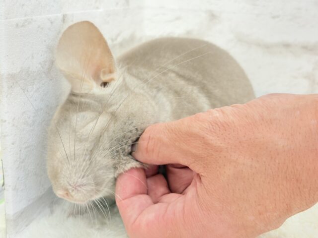 チンチラ
