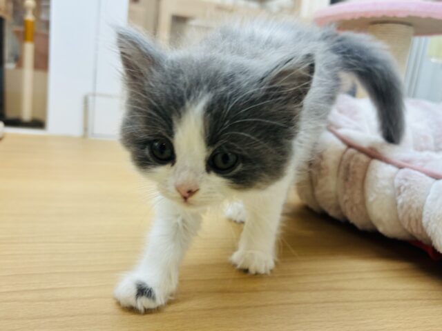 ラガマフィン