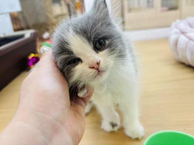 ラガマフィン