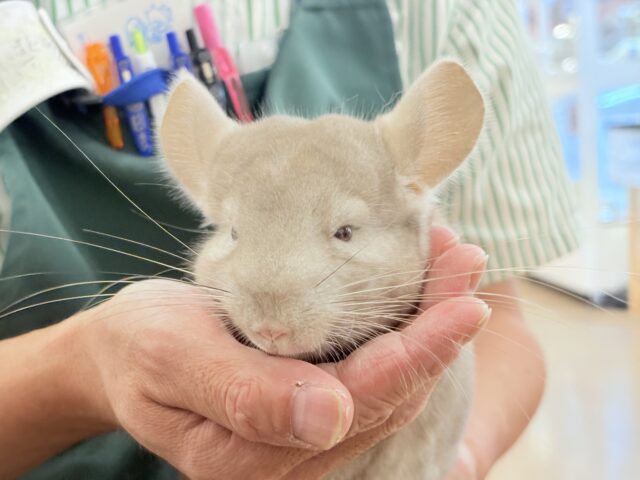 チンチラ