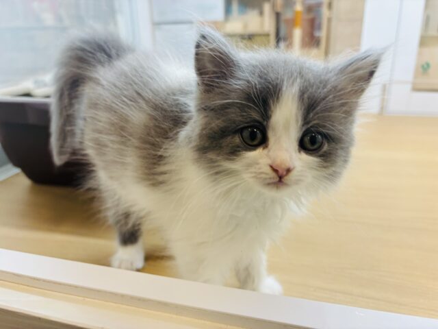 ラガマフィン