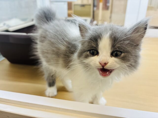ラガマフィン