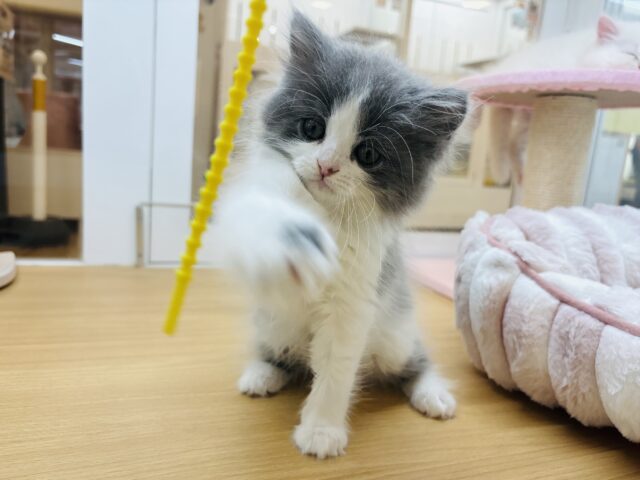 ラガマフィン
