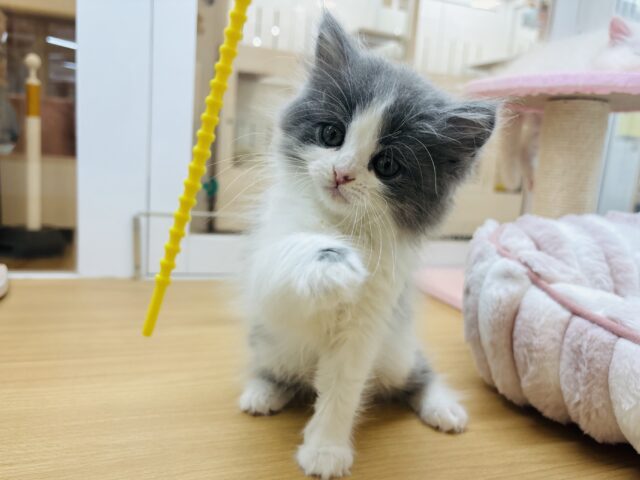 ラガマフィン