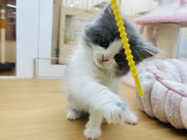 ラガマフィン